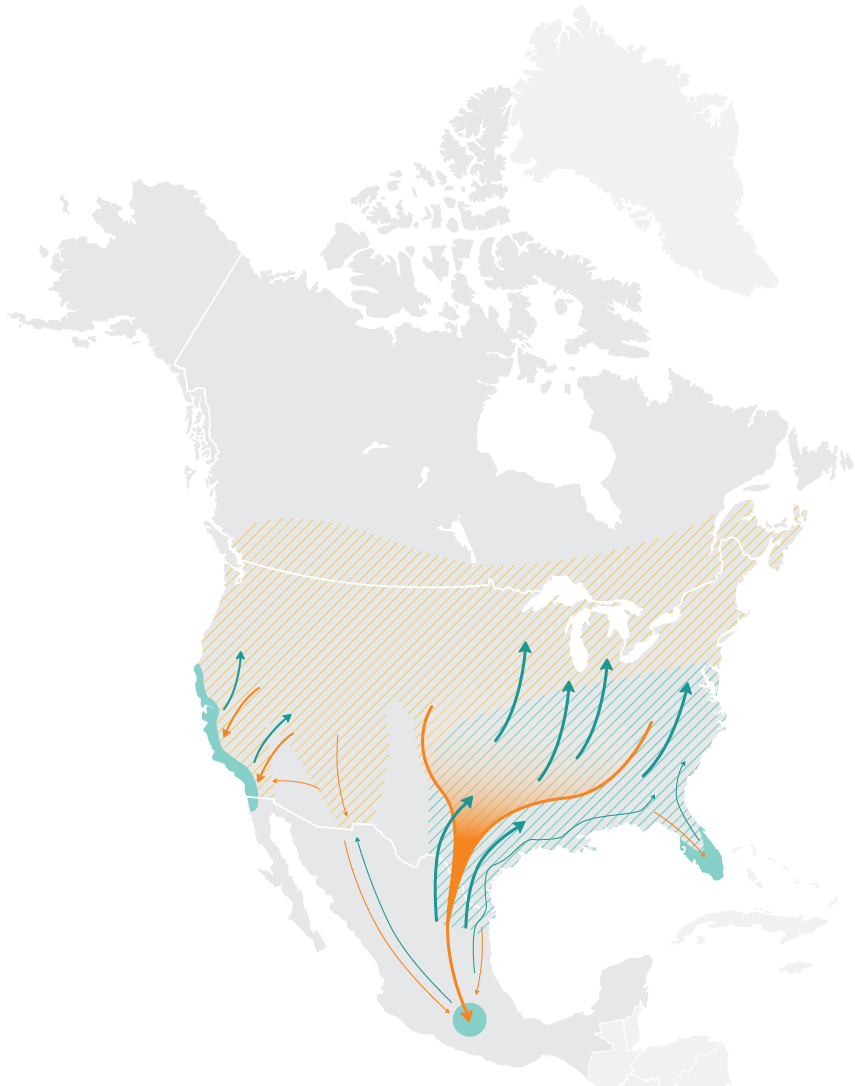 Map of North America depicting the Monarch flyways