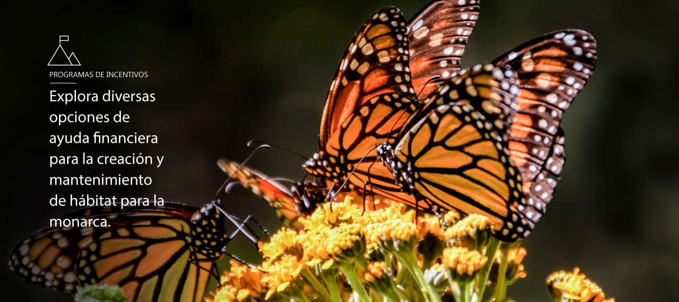 Monarch Slider Image