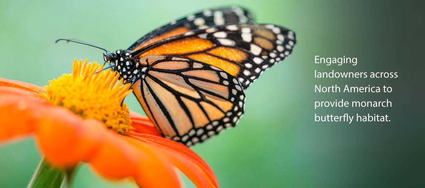 Monarch Slider Image