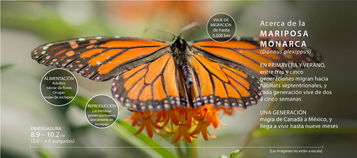 Actor casete escotilla La mariposa monarca - Herramientas para la conservación de la mariposa  monarcaHerramientas para la conservación de la mariposa monarca