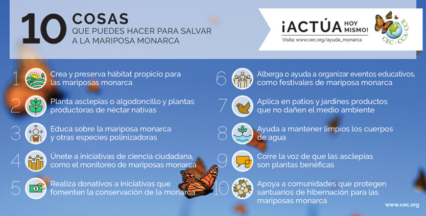 ¡Únase a las iniciativas de alcance subcontinental en favor de la icónica mariposa y su hábitat!
